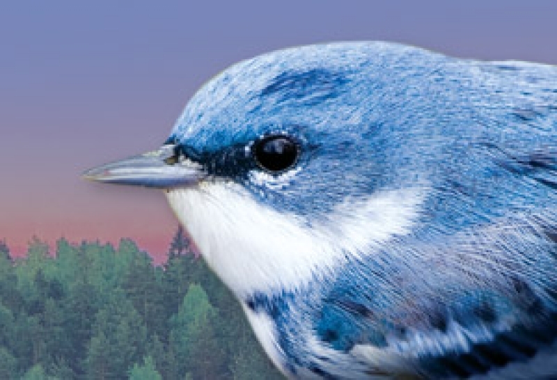 The Cerulean Warbler: Celebrity Bird