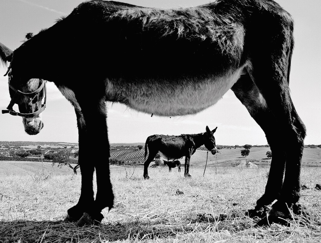 João Maria Gusmão, O terceiro burro (The Third Donkey), 2013, C-print, 44 1/8 × 55 1/8".