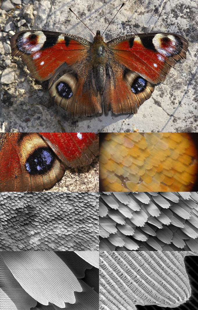 Series of photographs showing increased magnification of a butterfly wing. SecretDisc/Shaddack/Michael Apel/Wikicommons