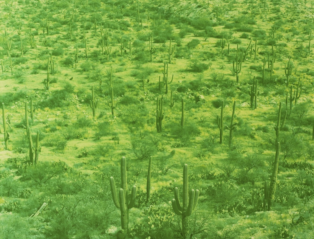 *David Benjamin Sherry, _Saguaro Field, Tucson, Arizona_, 2013.* Courtesy: Morán Morán