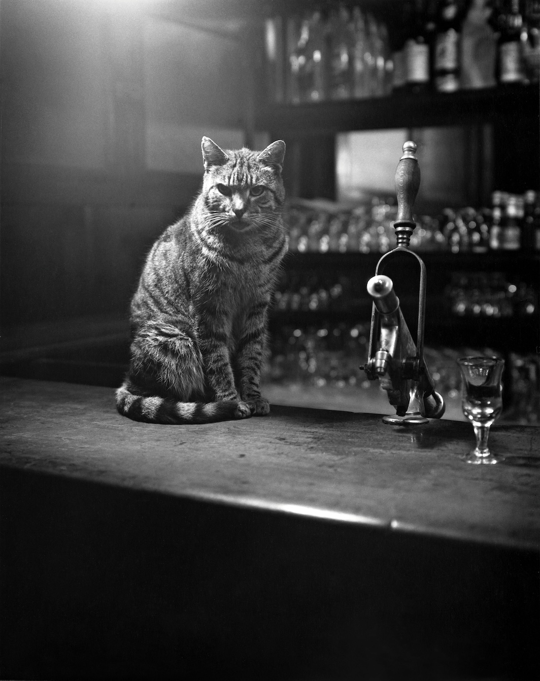 *Mulligan’s pub, Joyce cat, from _Evelyn Hofer: Dublin_ (Steidl, 2023).* © 2022 Estate of Evelyn Hofer.
