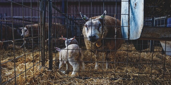 *Lambing season, Oosterenderweg, Texel, The Netherlands, 2011.* Photo: Wikicommons/Txllxt TxllxT.