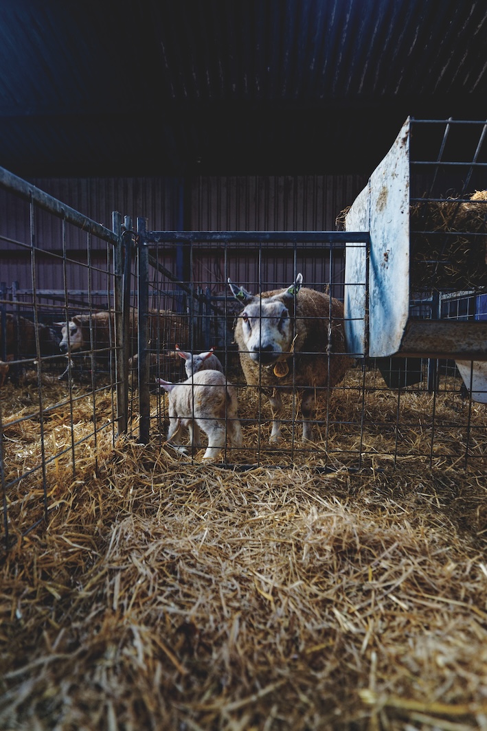 *Lambing season, Oosterenderweg, Texel, The Netherlands, 2011.* Photo: Wikicommons/Txllxt TxllxT.