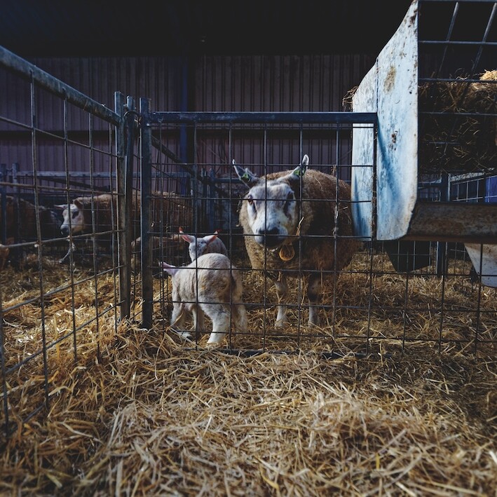 *Lambing season, Oosterenderweg, Texel, The Netherlands, 2011.* Photo: Wikicommons/Txllxt TxllxT.